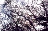 tree_sun.jpg