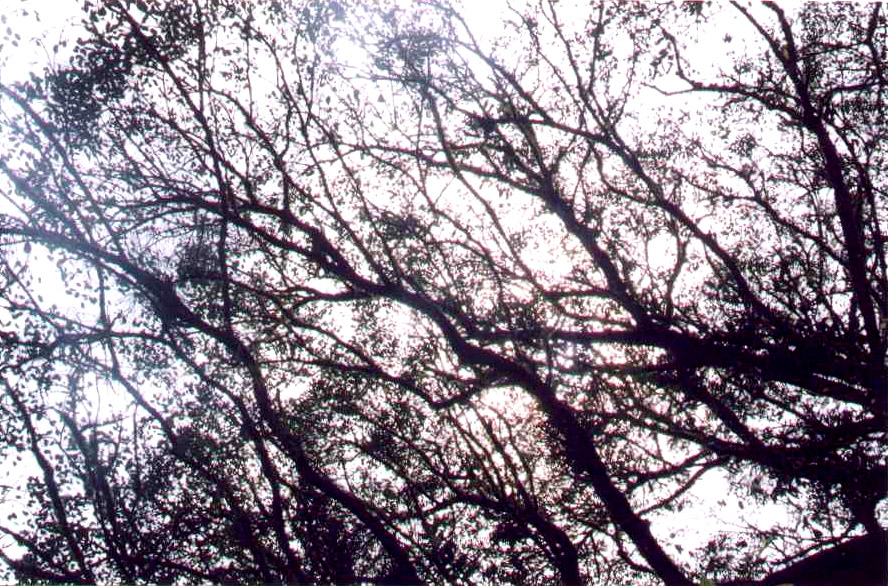 tree_sun.jpg, 311091 bytes, 2/1/2001